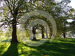 Autumn trees in Greenwich Park