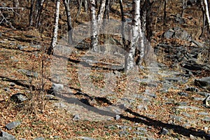 Autumn trees and ground with fallen leaves