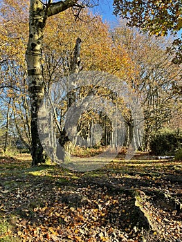 Autumn trees at Headley Heath