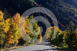 Autumn trees by the highway