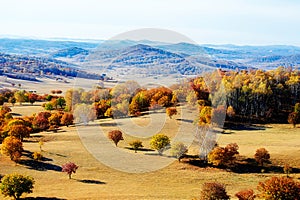 The autumn trees and hills on the meadow