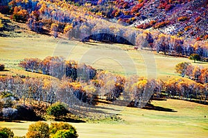 The autumn trees on the hillside