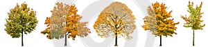 Autumn trees isolated white background Oak maple linden