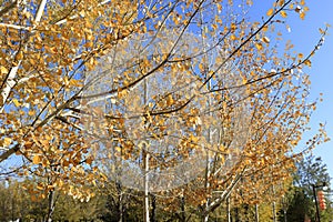 Autumn trees in Jimsar, adobe rgb