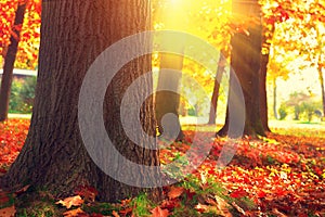 Autumn Trees and Leaves in sun light