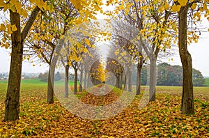 Autumn trees lined in private home road in with foliage in Italy