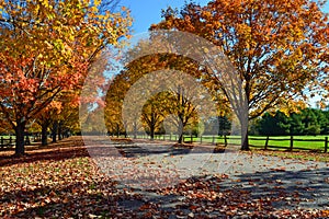 Autumn trees in Maine