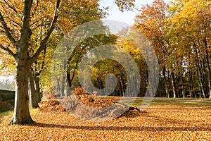 Autumn trees and many fallen leaves, Netherlands