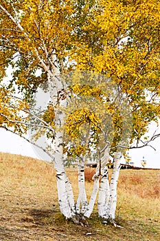 The autumn trees on the meadows