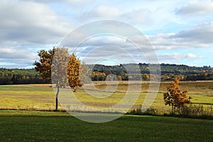 Autumn trees in meadows