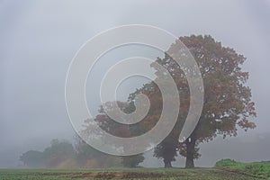 Autumn Trees in Mist