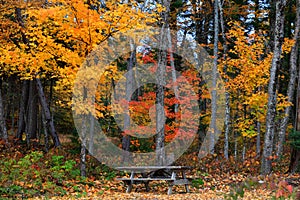 Autumn trees in Mont Tremblant national park