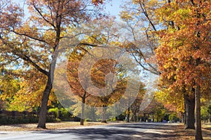 Autumn trees in Mount Macedon