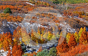 Autumn trees on Mount Sniffles photo
