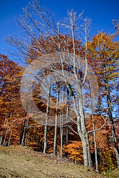 Autumn trees in a mountain forest. Autumn scene with colorful