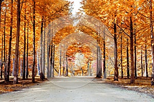 Autumn trees in Nami island.