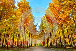 Autumn trees in Nami island.