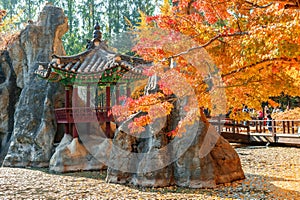 Autumn trees in Nami island, Korea.