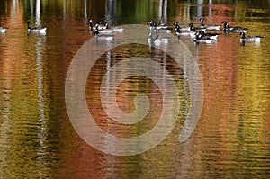 Autumn trees near pond with Canada geese on water reflection