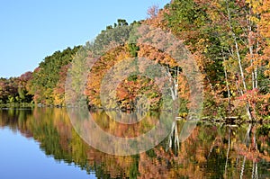 Autumn trees near pond with mallard ducks, Canada geese on water reflection
