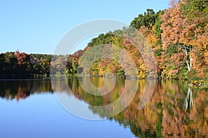 Autumn trees near pond with mallard ducks, Canada geese on water reflection