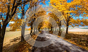 Podzimní stromy u silnice