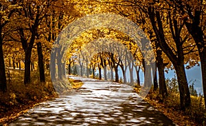 Autumn trees near road