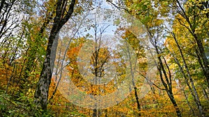 Autumn Trees North Carolina Forest