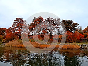 Autumn trees in Orange and red above water