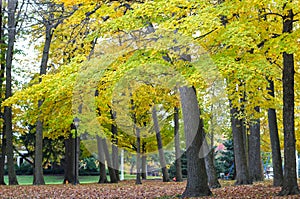 Autumn trees in a park