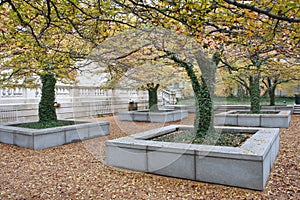 Autumn trees at park in Chicago