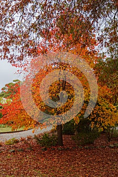 Autumn trees in a park on a cloudy day at Honour Avenue in Mount Macedon