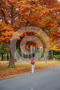 Autumn trees in a park on a cloudy day at Honour Avenue in Mount Macedon