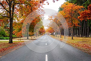 Autumn trees in a park on a cloudy day at Honour Avenue in Mount Macedon