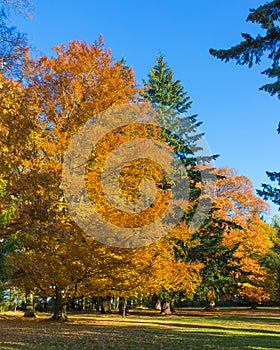 Autumn Trees in park surrounding Cervena Lhota castle