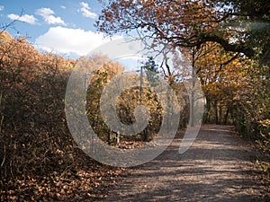 Autumn trees path walkway through country forest no people