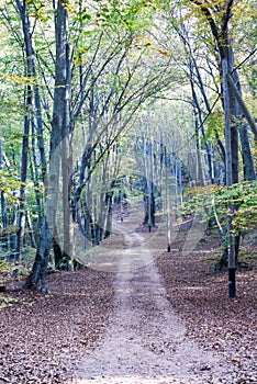 Autumn trees and pathway on the wood of Carona photo
