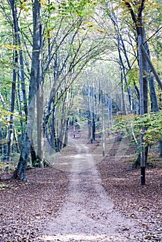 Autumn trees and pathway on the wood of Carona photo