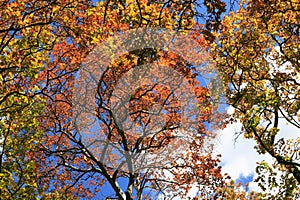 Autumn trees, red green yellow