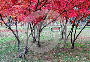 Autumn trees with red leaves