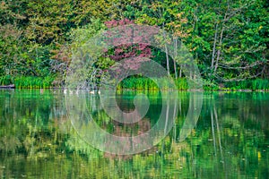 Autumn trees and reeds at lake, symmetrically reflected in water