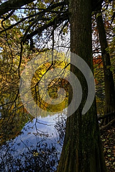 autumn trees reflected in the surface water of the lake in Boschi di Carrega, Emilia-Romagna, Italy photo