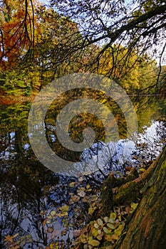 autumn trees reflected in the surface water of the lake in Boschi di Carrega, Emilia-Romagna, Italy photo