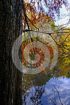 autumn trees reflected in the surface water of the lake in Boschi di Carrega, Emilia-Romagna, Italy photo