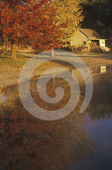 Autumn Trees Reflected in Water