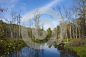 Autumn Trees Reflection