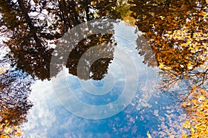 Autumn trees reflection