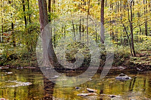 Autumn trees on the river