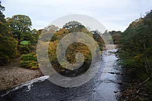 Autumn trees by the river swale