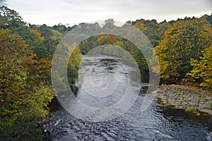 Autumn trees by the river swale photo